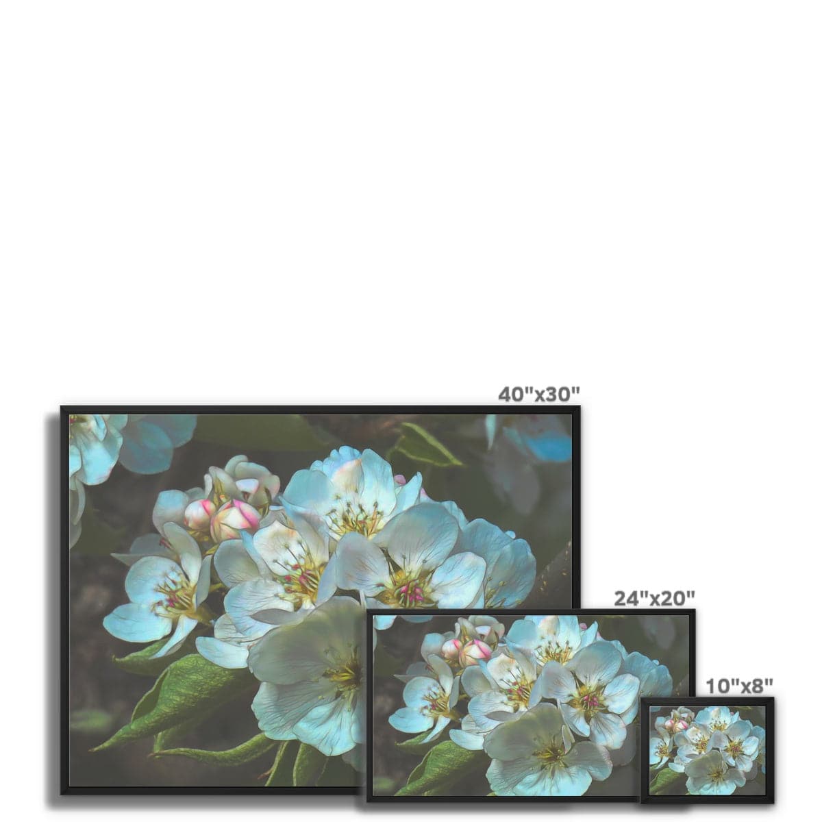Apple blossom, Framed Canvas, by Sensus Studio