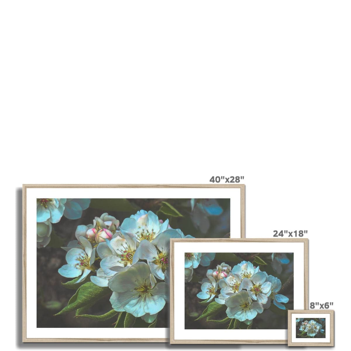 Apple blossom, Framed & Mounted Print, by Sensus Studio
