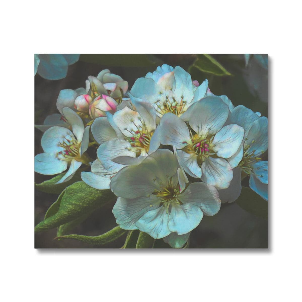 Apple blossom Canvas