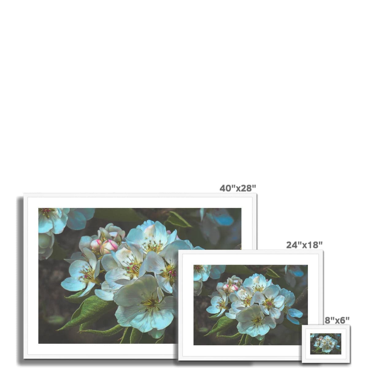 Apple blossom, Framed & Mounted Print, by Sensus Studio
