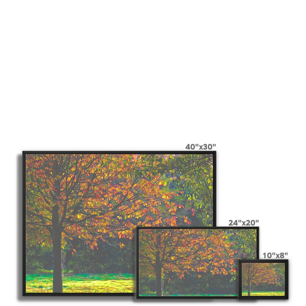 Beech in Autumn Framed Canvas