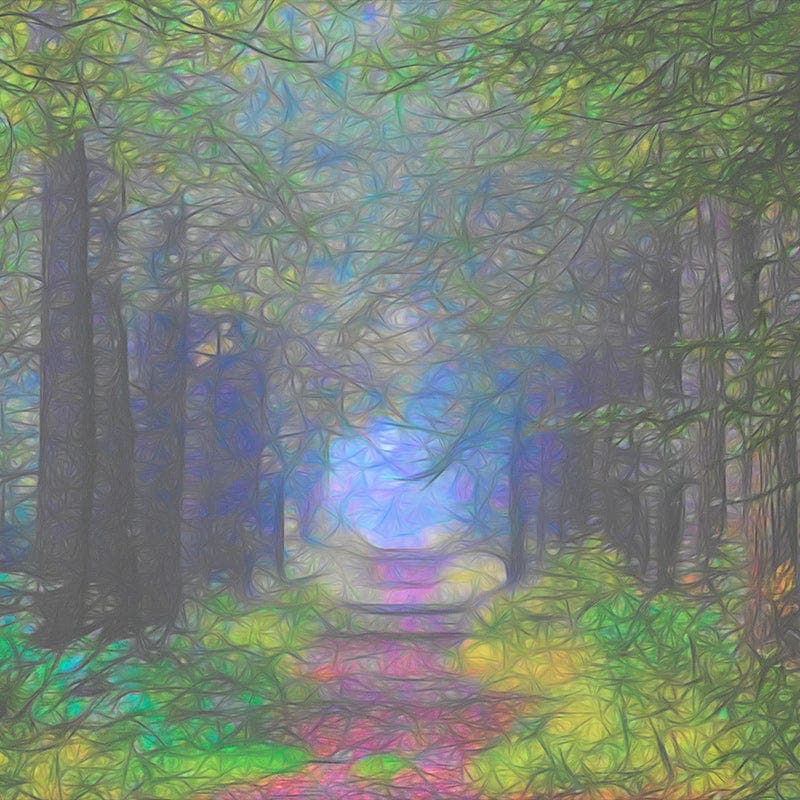Mystic forest lane