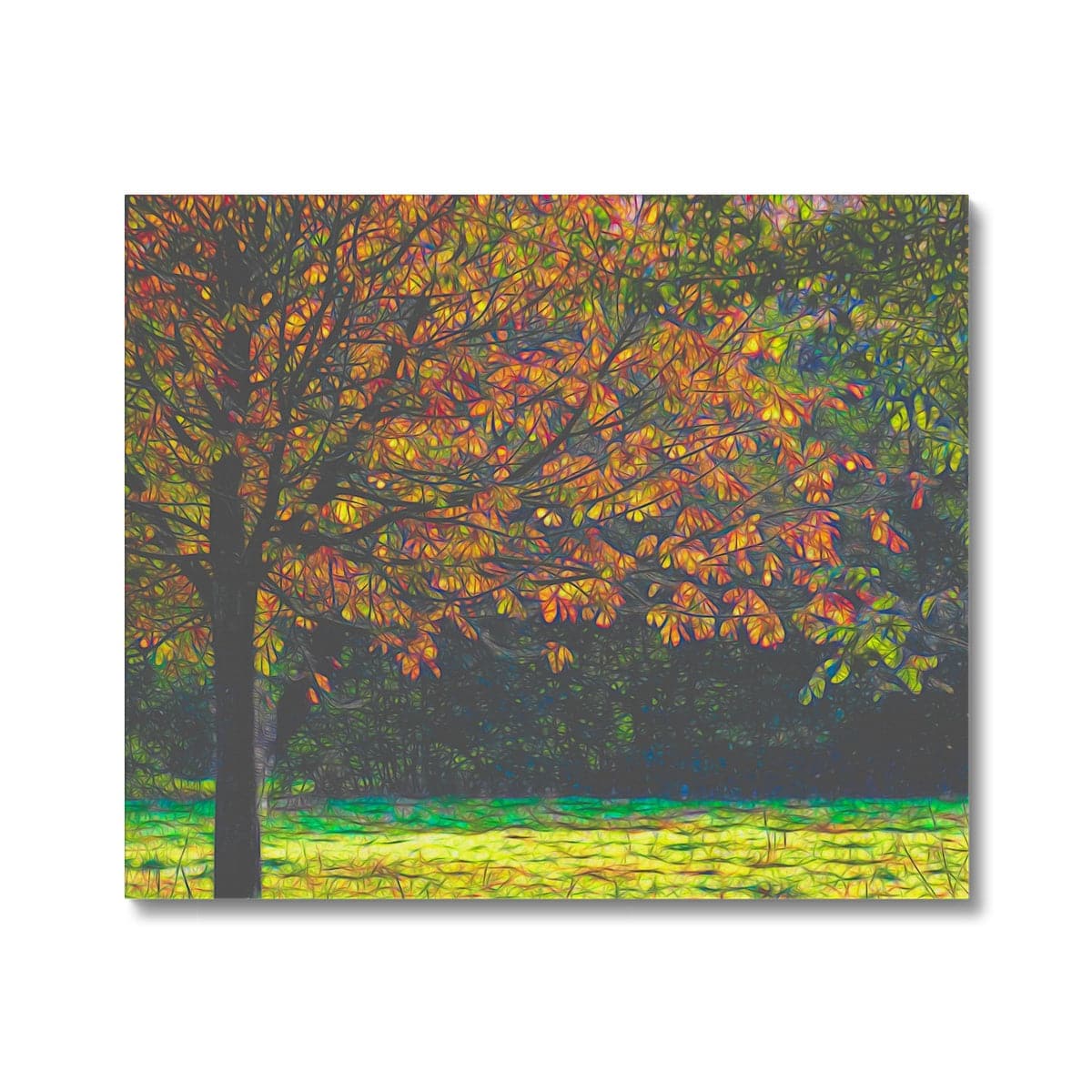 Beech in Autumn Canvas