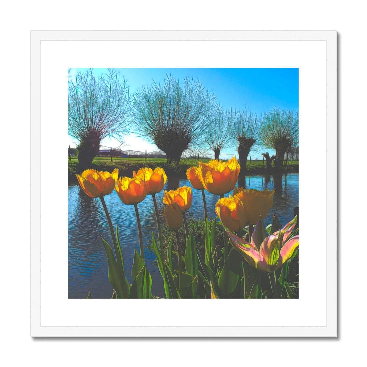 Yellow Tulips in Dutch landscape, Framed & Mounted Print, by ingri Hütten
