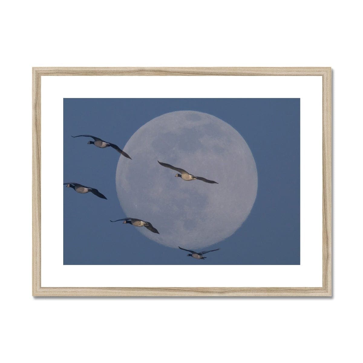 Fly me to the moon Framed & Mounted Print, by Sensus Studio