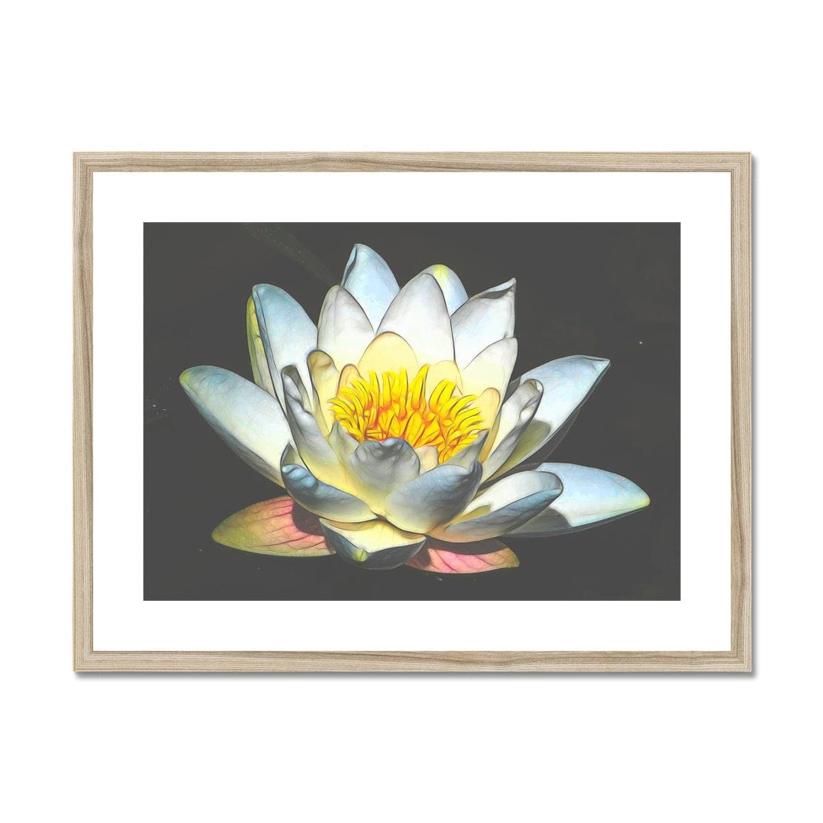 Soft white Lotus Framed & Mounted Print