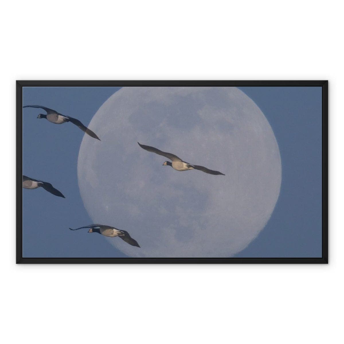 Fly me to the moon Framed Canvas, by Sensus studio