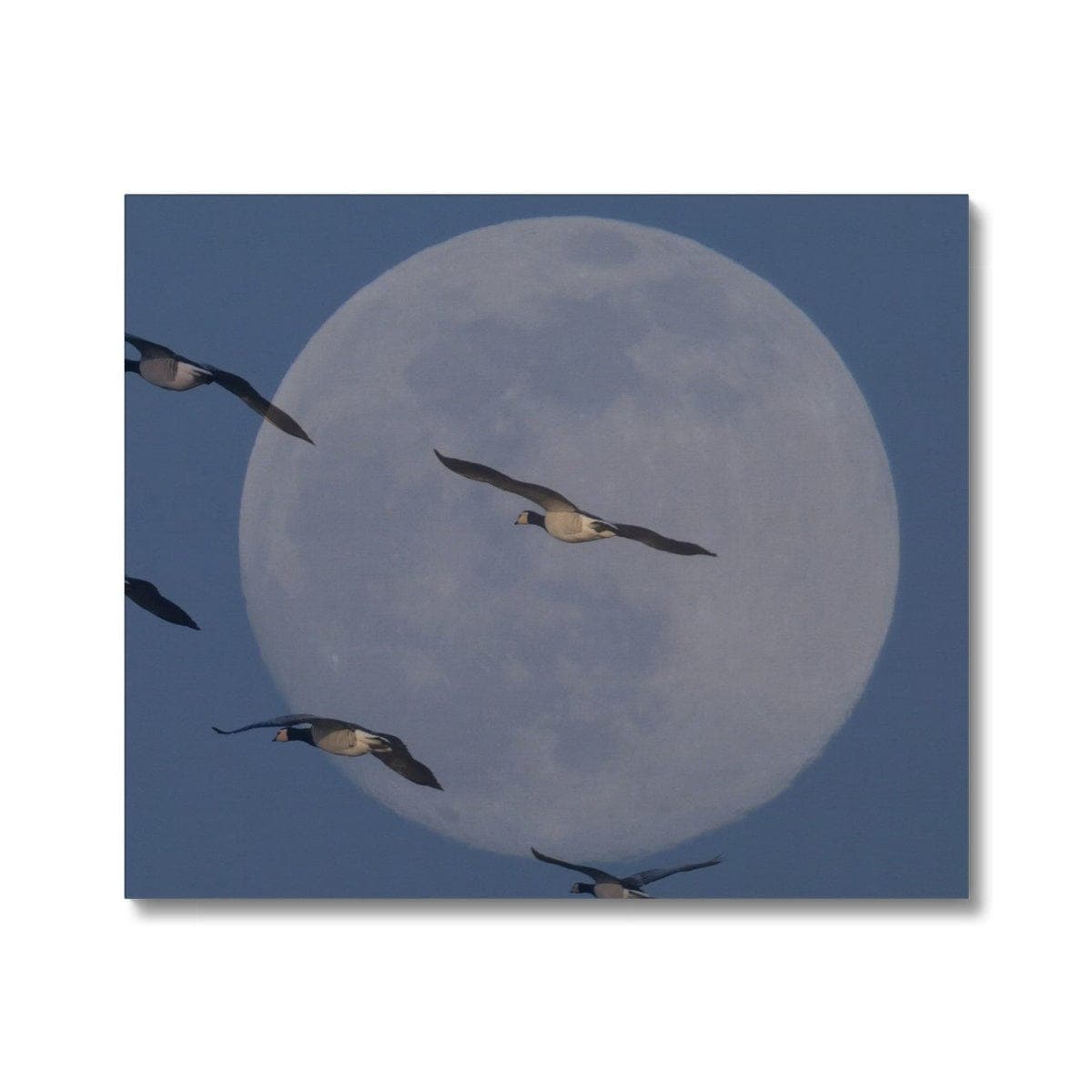 Fly me to the moon Canvas