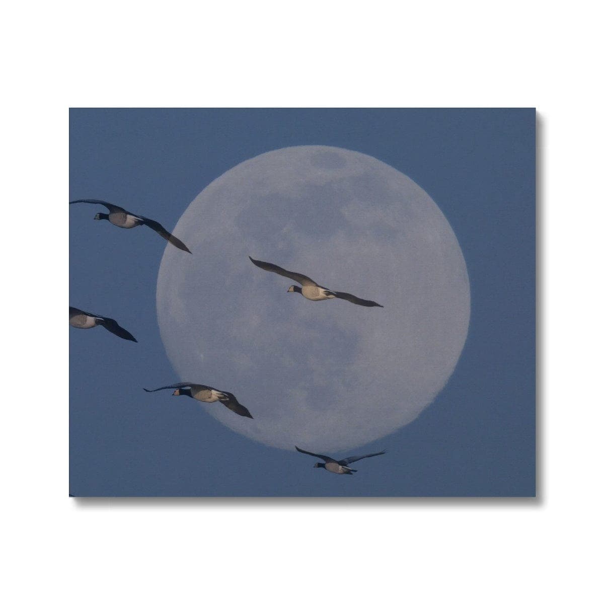 Fly me to the moon Canvas