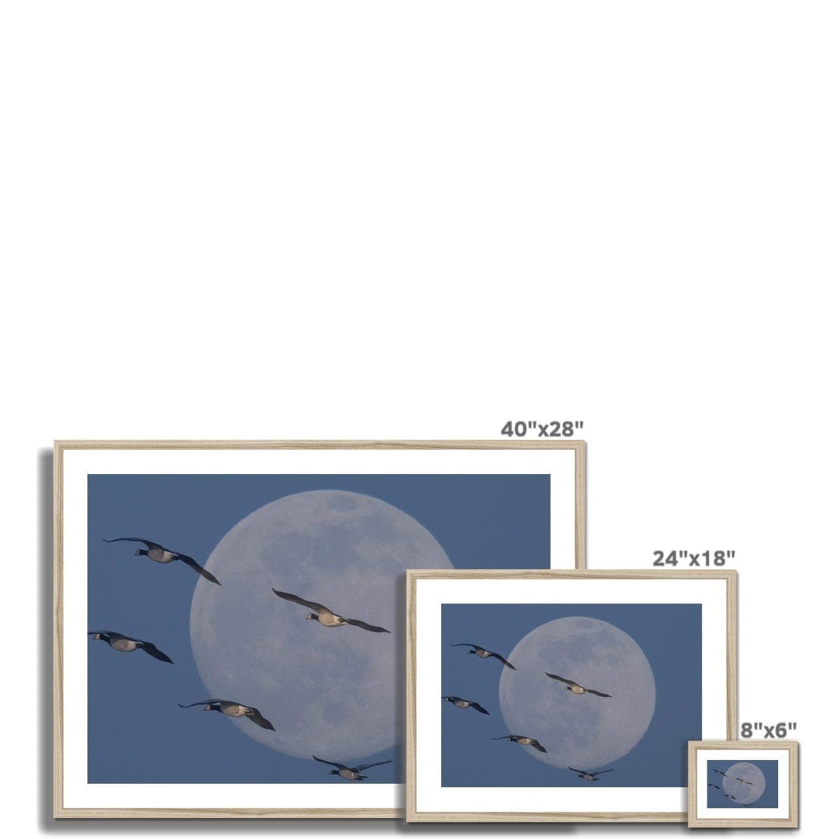 Fly me to the moon Framed & Mounted Print, by Sensus Studio