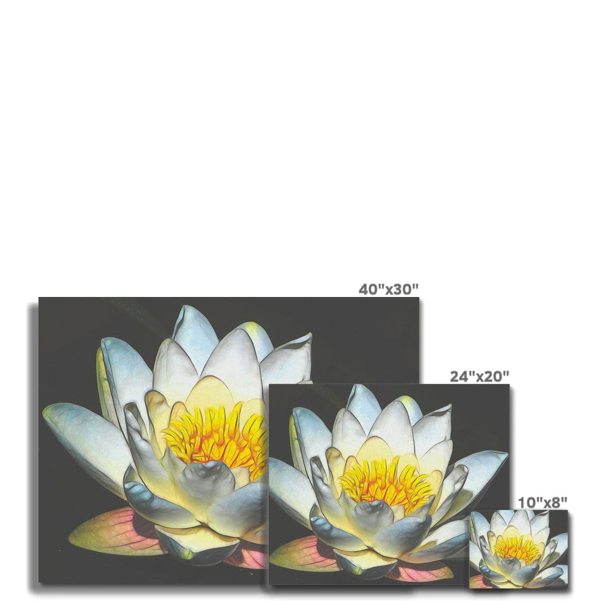 Soft white Lotus Canvas