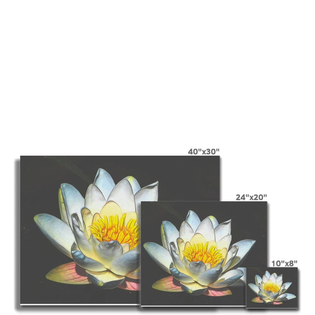 Soft white Lotus Canvas