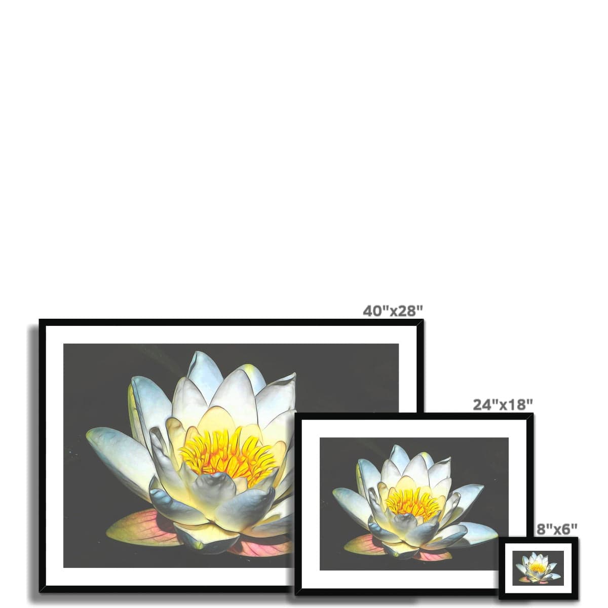 Soft white Lotus Framed & Mounted Print