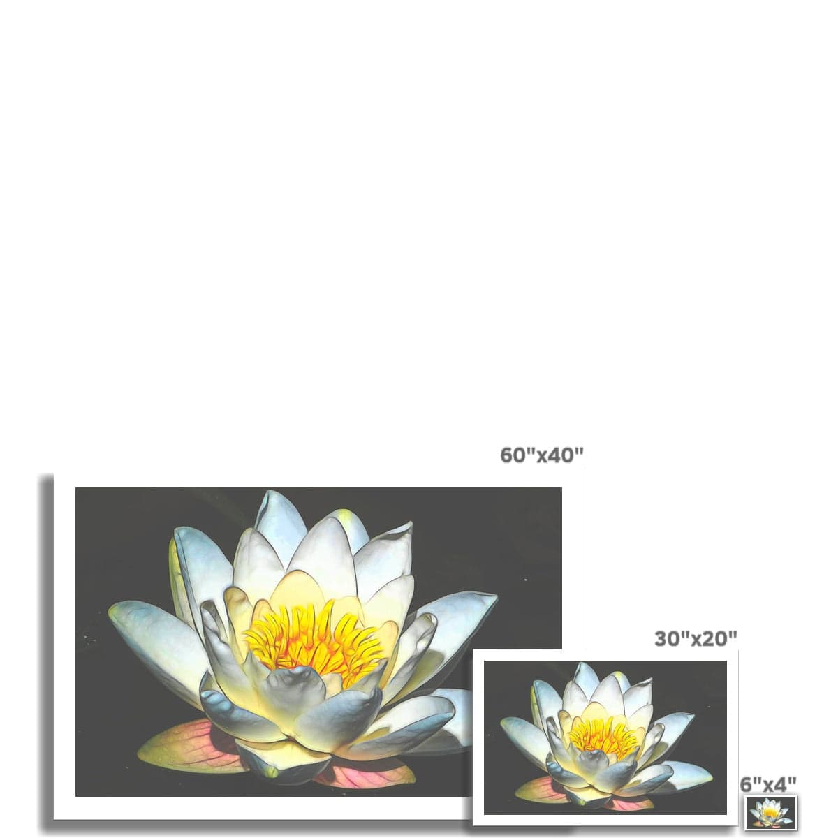 Soft white Lotus Hahnemühle Photo Rag Print
