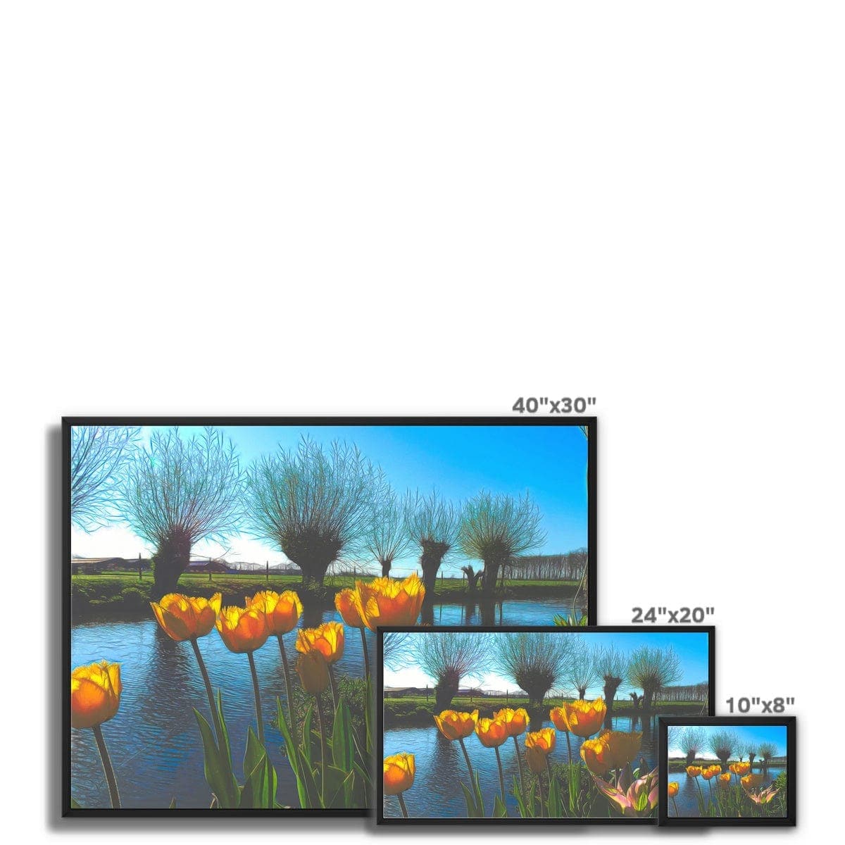 Yellow Tulips in Dutch landscape Framed Canvas