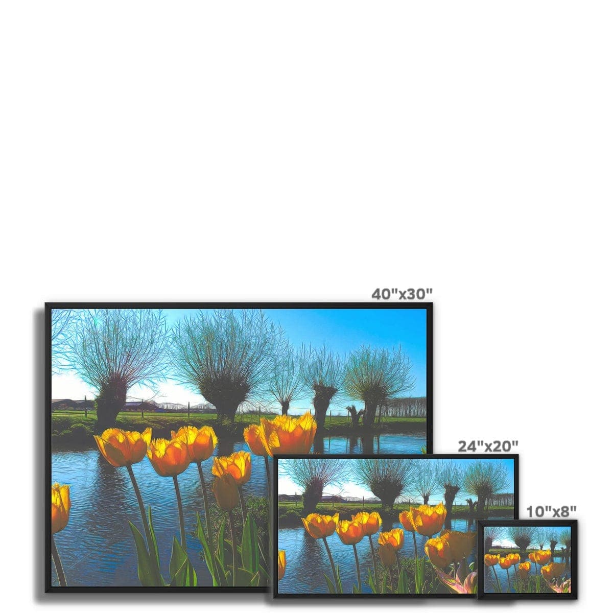 Yellow Tulips in Dutch landscape Framed Canvas