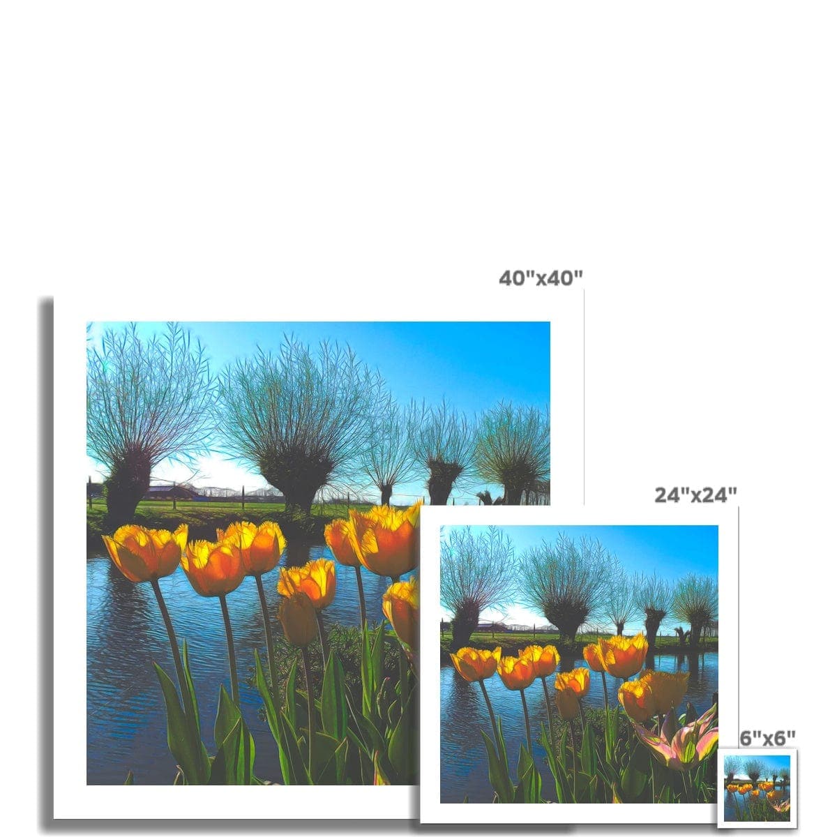 Yellow Tulips in Dutch landscape Hahnemühle Photo Rag Print